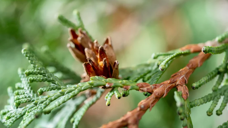 mad honey plant
