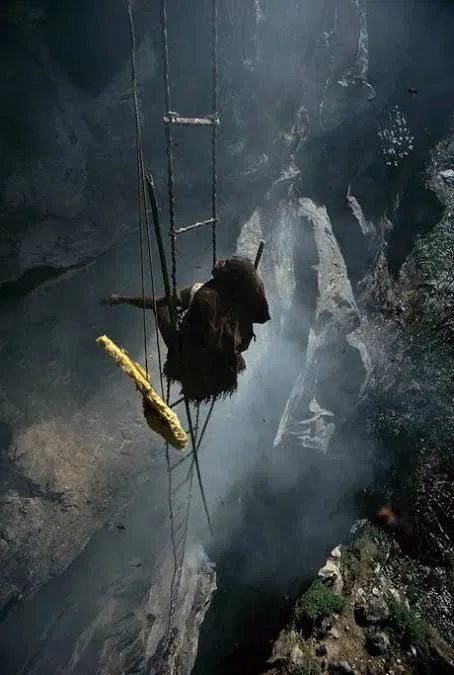 Honey hunter on a rope ladder hanging from a Himalayan cliff