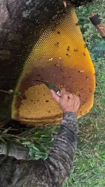 Hand cutting a wild honeycomb with a knife during the harvest