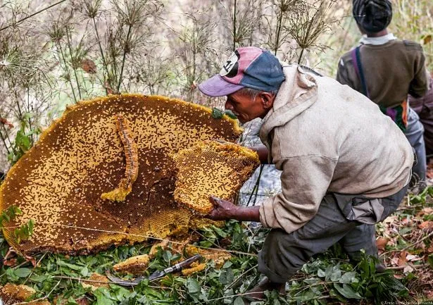 Honey hunter holding a large wild honeycomb collected in Nepal
